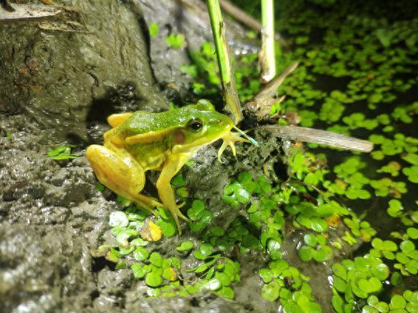 “呱声一片”正消逝，上海蛙类锐减至6种，栖息地不是有水就行