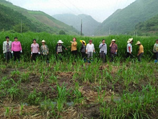 农村妇女彭美竹，养牛10年坐拥1200万资产，带领乡民发家致富