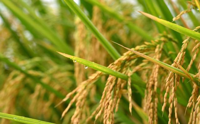 中国水稻不如美国水稻？亩产相差超20%，中美水稻的差距有多大？