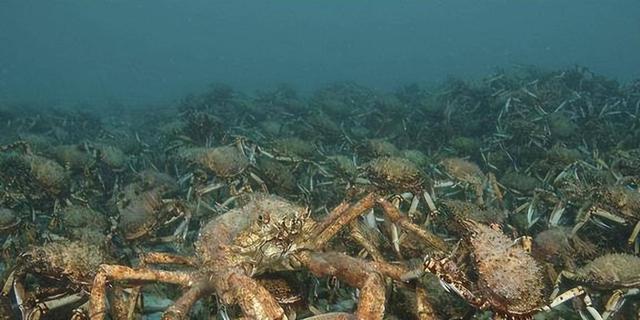 欧洲被大螃蟹入侵？帝王蟹和杀人蟹泛滥成灾，他们怎么不吃了它？