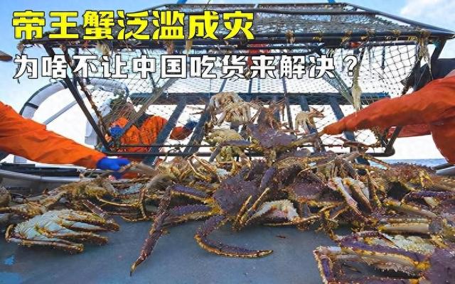 欧洲被大螃蟹入侵？帝王蟹和杀人蟹泛滥成灾，他们怎么不吃了它？