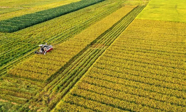 中国水稻不如美国水稻？亩产相差超20%，中美水稻的差距有多大？