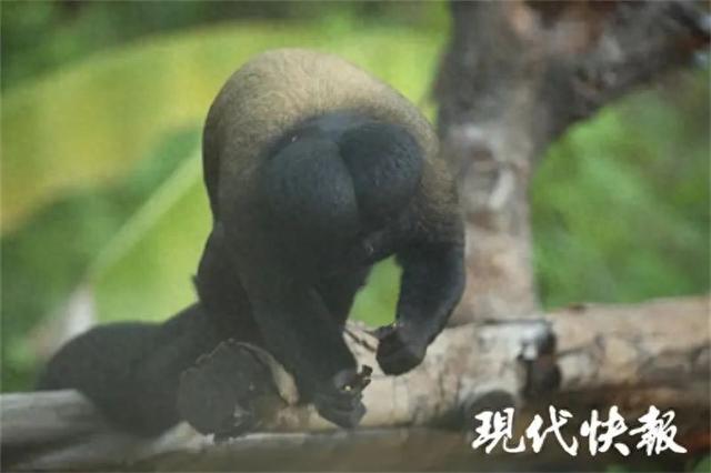 又“丑”上热搜！南京红山动物园回应，网友：主打一个溺爱