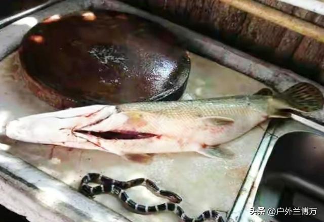 鳄雀鳝的危害，不只针对水生物，想不到的是，银环蛇也不放过