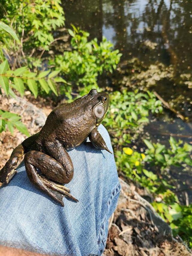 32张罕见的青蛙照片，原来青蛙也有超可爱的一面！