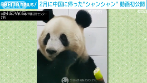 熊猫“香香”回国后首个视频引日本粉丝点赞 专家：它中文日语都能听懂
