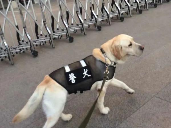 上海“网红”警犬工作10年正式退休……网友的留言看泪目了