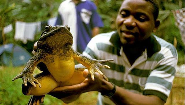 世界上现存最大的青蛙，体长可达一米，为啥还会濒临灭绝？