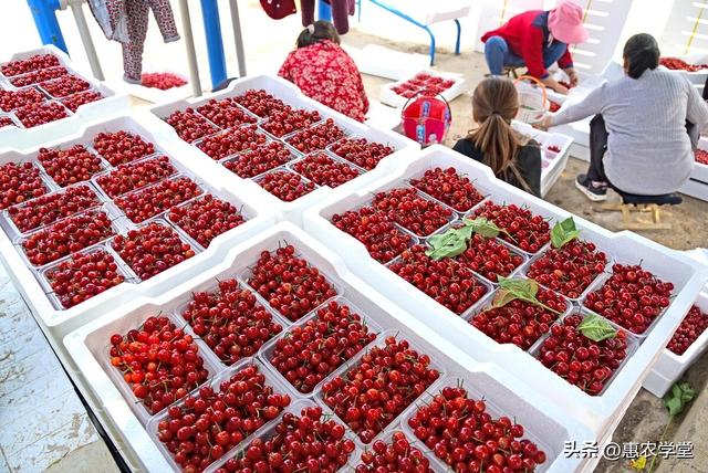 2023年国产樱桃“甜蜜”上市，各地最新价格一览，心动了吗？