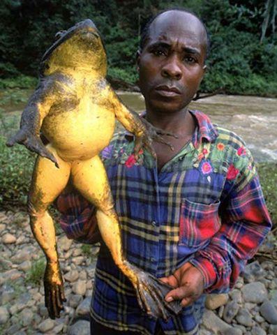 世界上现存最大的青蛙，体长可达一米，为啥还会濒临灭绝？
