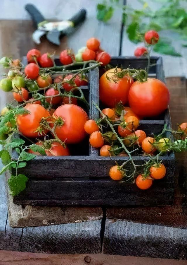 最全番茄栽培过程，解开你总是种不好番茄之谜