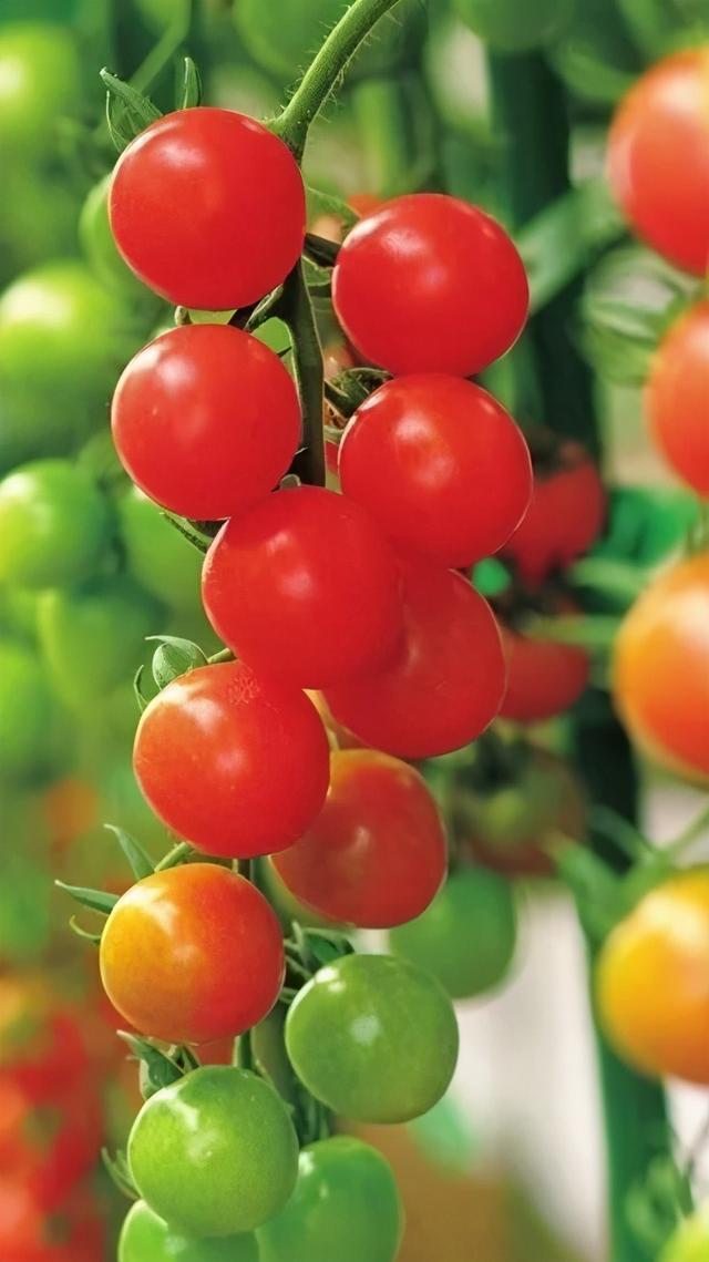 最全番茄栽培过程，解开你总是种不好番茄之谜