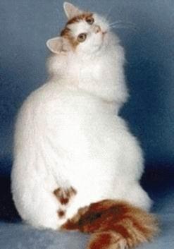 猫都有哪些品种呢,快来看看有你家的吗?