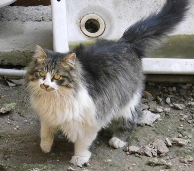 猫都有哪些品种呢,快来看看有你家的吗?