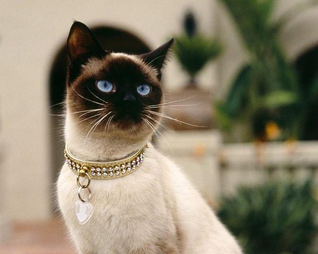 猫都有哪些品种呢,快来看看有你家的吗?
