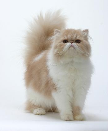 猫都有哪些品种呢,快来看看有你家的吗?