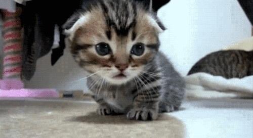 猫都有哪些品种呢,快来看看有你家的吗?