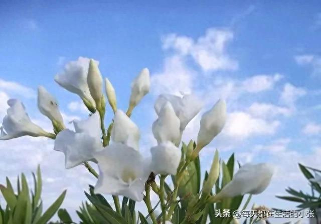 我国大陆上最貌美如花的十大女星