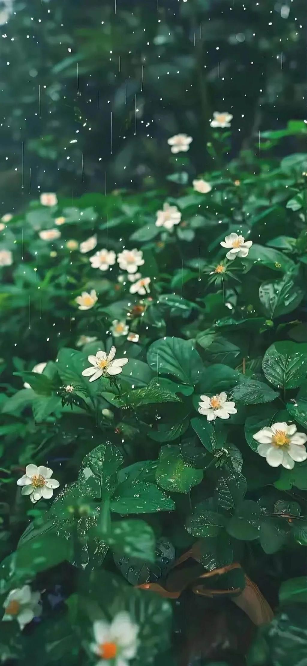 手机高清壁纸无水印[60P]