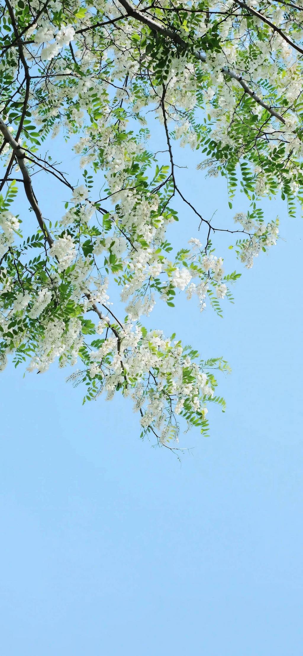 手机高清壁纸无水印[60P]